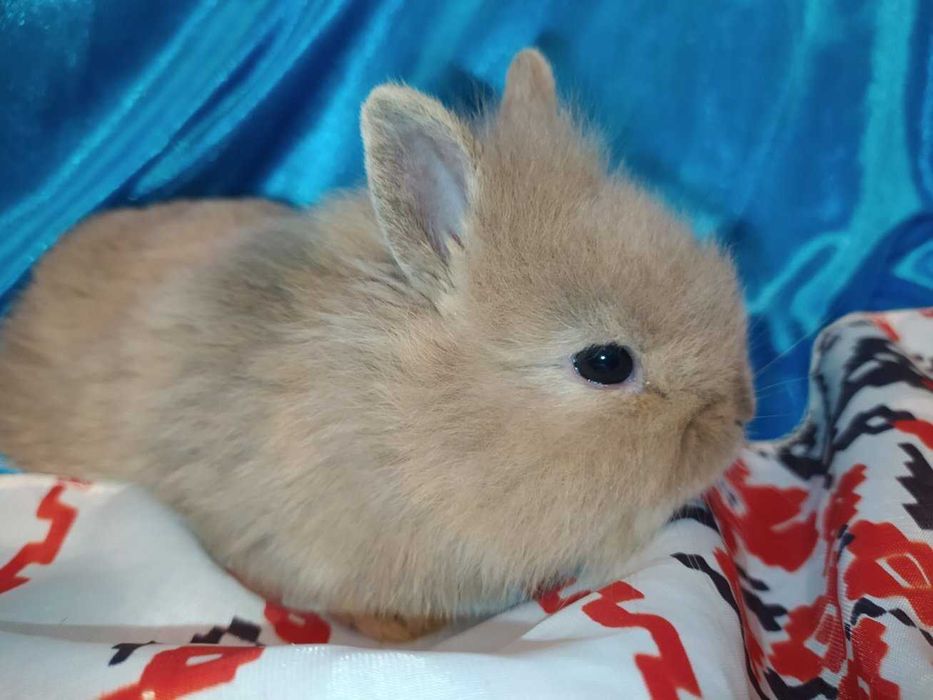 Мини кролики девочки и мальчики нидерландский карлик идеальный подарок