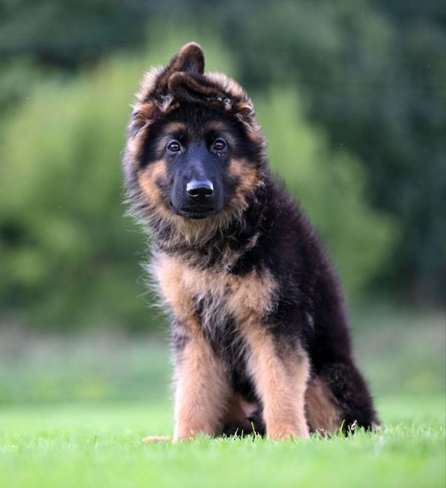 Німецька вівчарка. Дш кобель