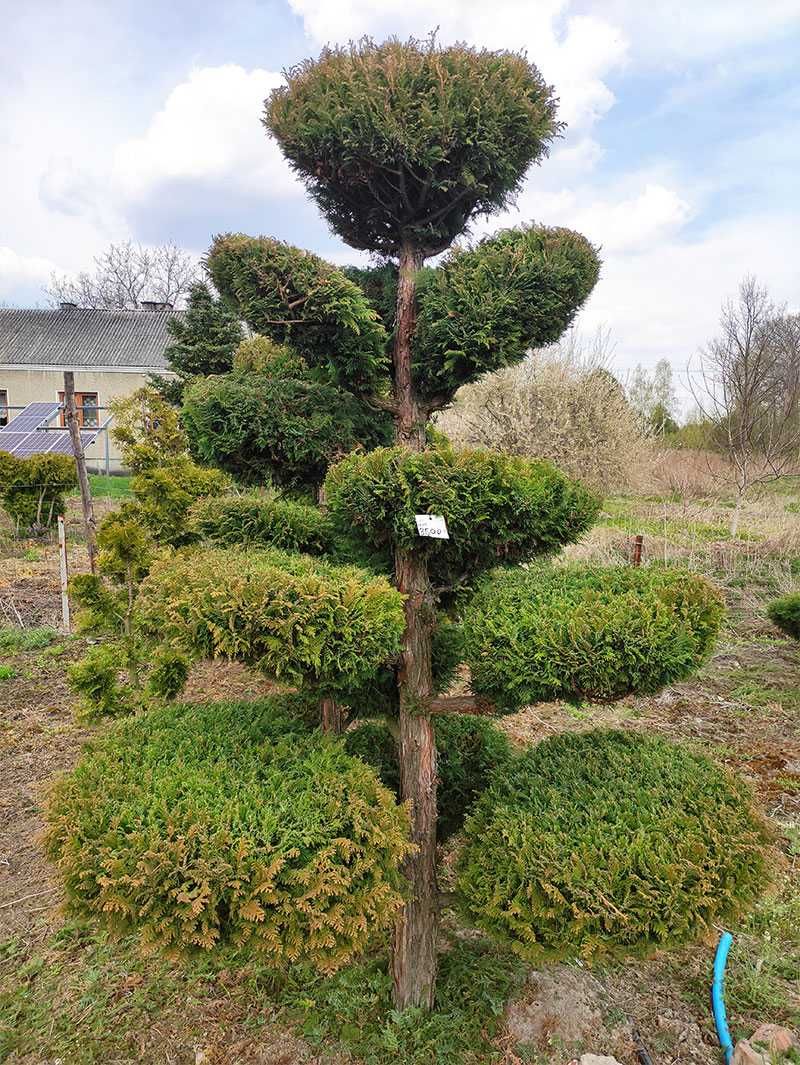 Drzewa i krzewy ozdobne formowane, bonsai, DUŻE OKAZY