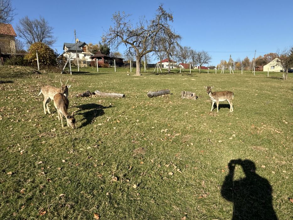 Daniele w różnym wieku