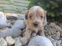 Maltipoo piesek maltańczyk/pudel miniaturowy ostatni wolny piesek