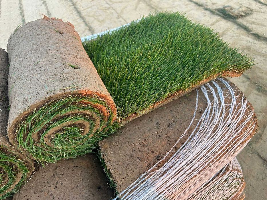 Trawa z rolki, trawnik w rolce - najwyższa jakość - plantacja Lublin