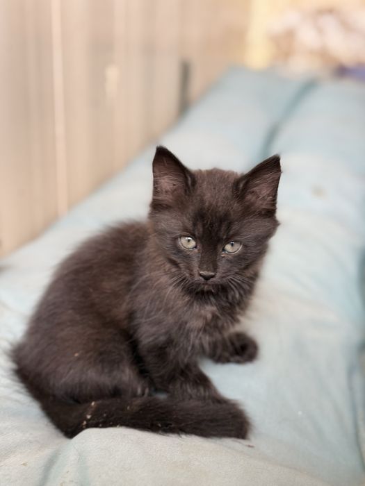 Потрібен дім Нужен дом котенку Черная кошечка