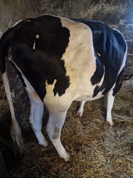 Jałówka mleczna HF cielna