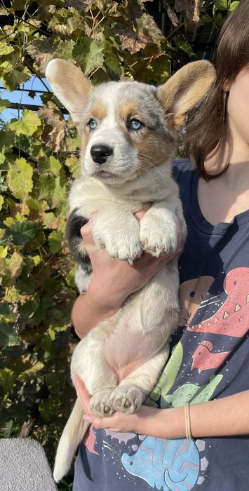 Дівчинка вельш коргі.