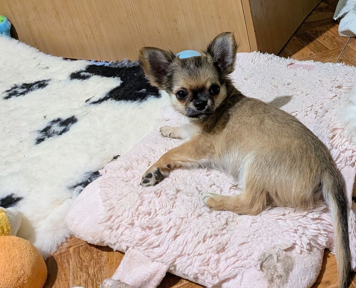 Chihuahua długowłosy ZKwP FCI