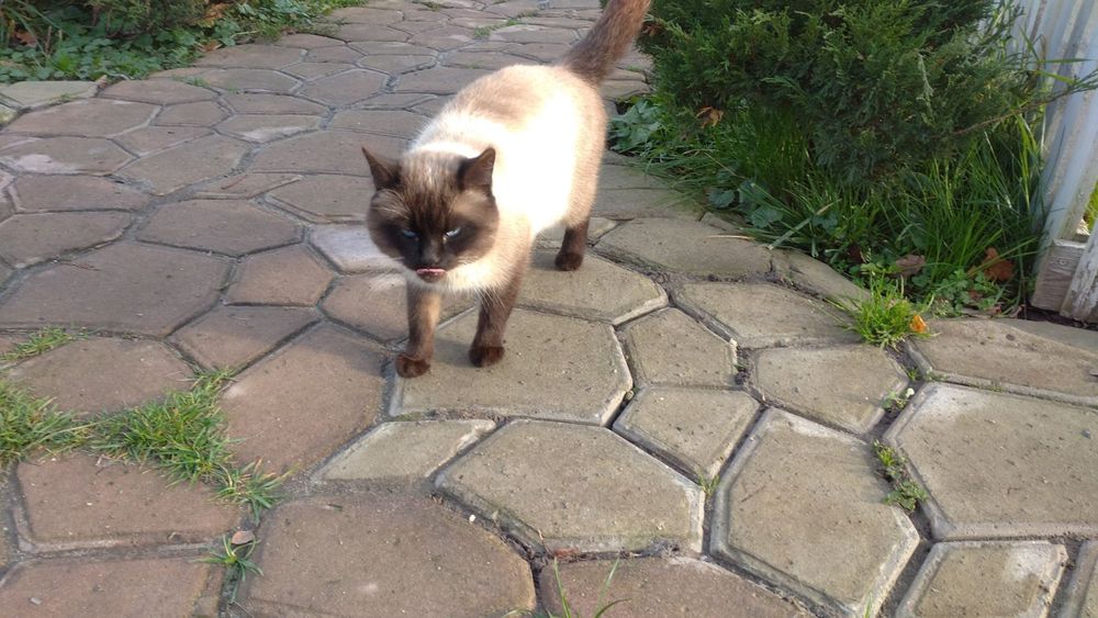 Котик, 5 місяців в пошуках господаря і дому