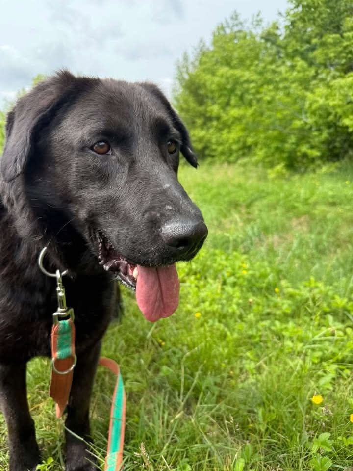Guru w typie labradora szuka domu!