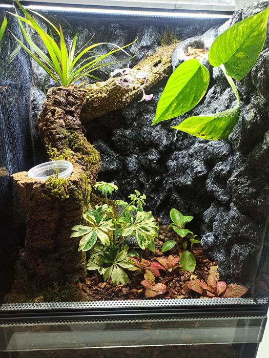 Terrarium bioaktywne dla gekona orzęsionego 40x40x60 ( Exotic LEszno)