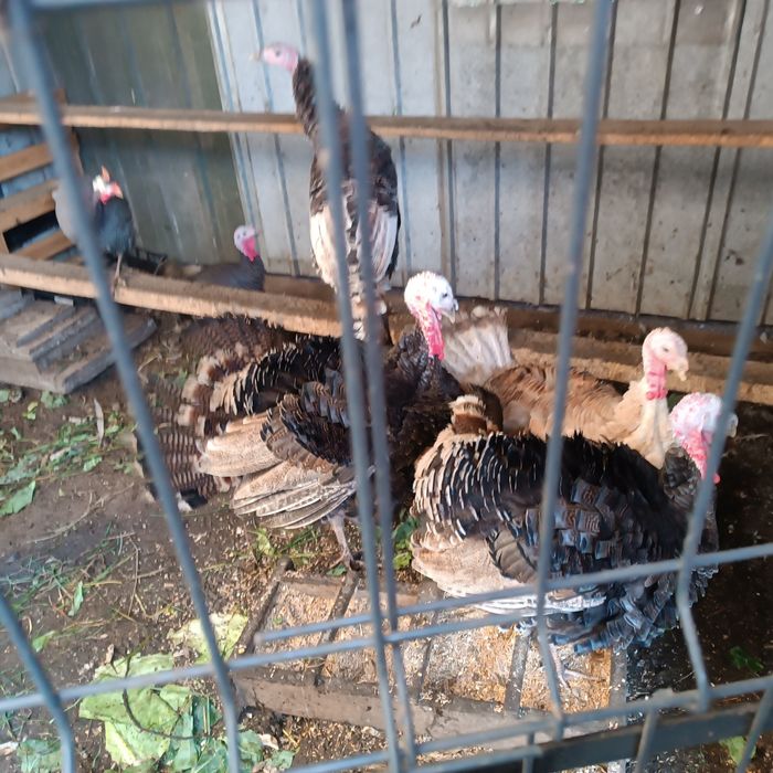 Indyki zwykłe i mięsne sprzedam tegoroczne