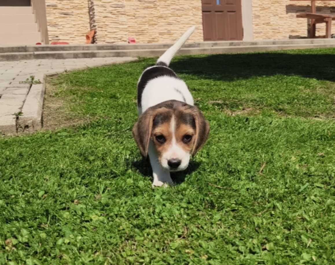 Szczeniak Beagle