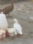 Patos Pequim Mignon