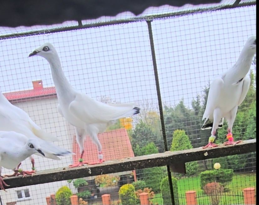 Srebrniaki wysyłam adeno chudnięcie kręciek