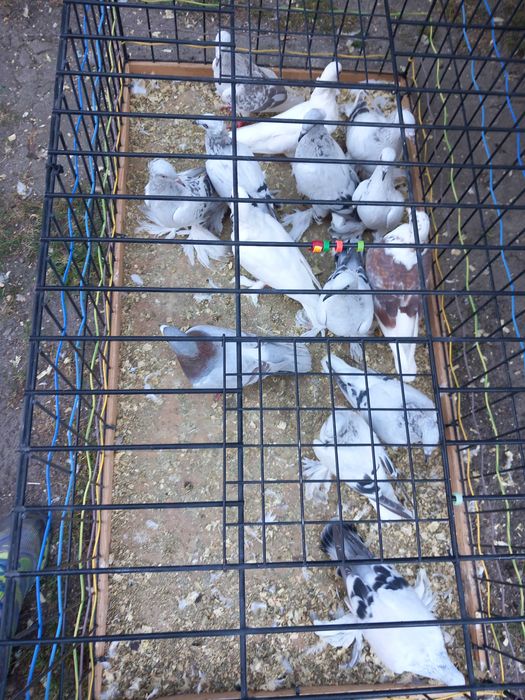 Sprzedam lot  gołębi