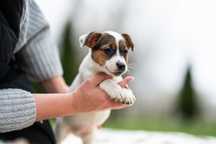 Suczka gładkowłosa Jack Russell Terrier ZKwP