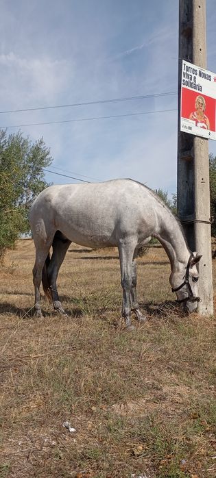 Poldro lusitano livro azul 2 anos e 6 meses grande + de 1,60cm