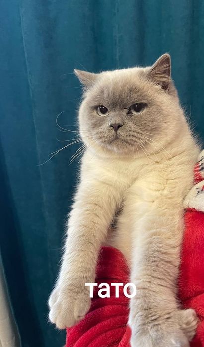 Шотландське прямовухе кошенятко