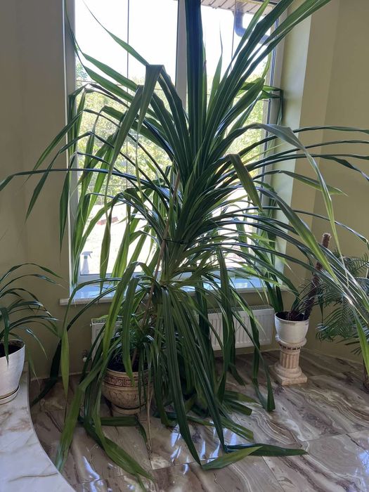Продам велику пальму