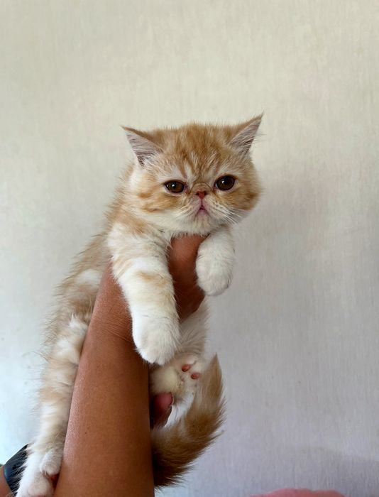 Плюшові екзотики