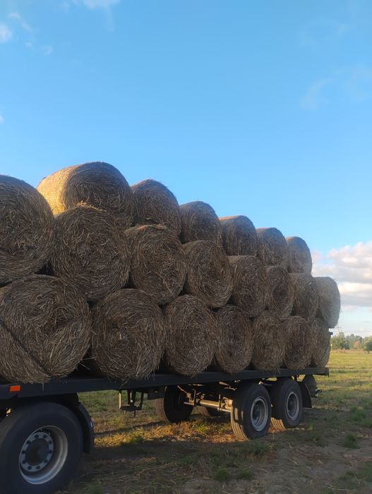 Słoma ekologiczna owsiana dobrze zbita