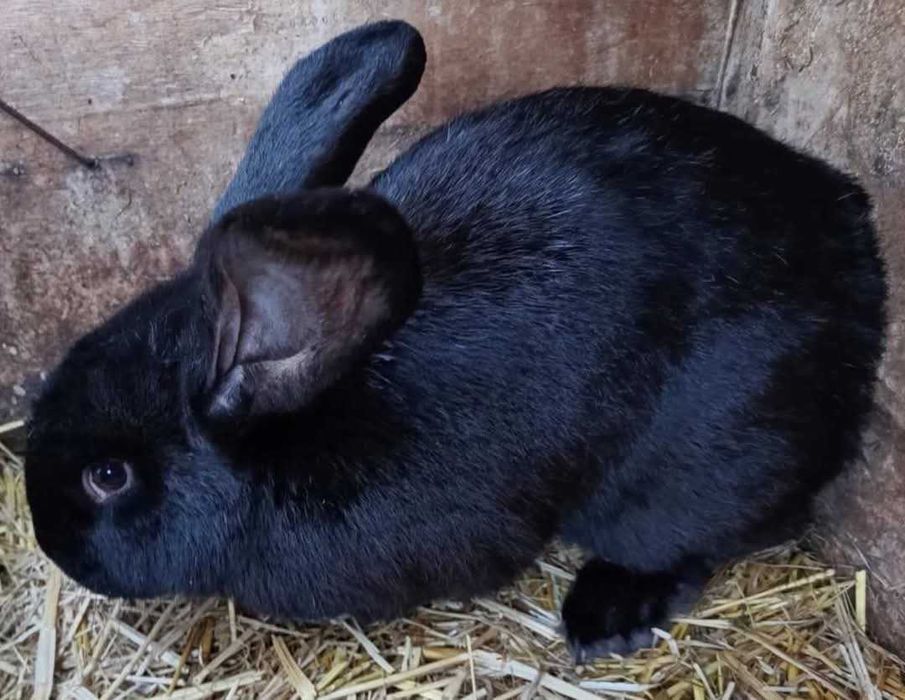 Продамо самців кролів