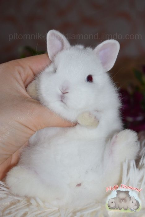 Мини ангелочки. Порода гермелин. Карликовый крольчонок. Белый кролик
