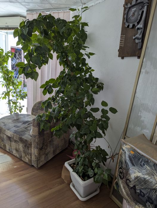 Гібіскус китайський