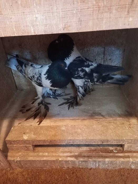 Garłacz, garłacze hanackie