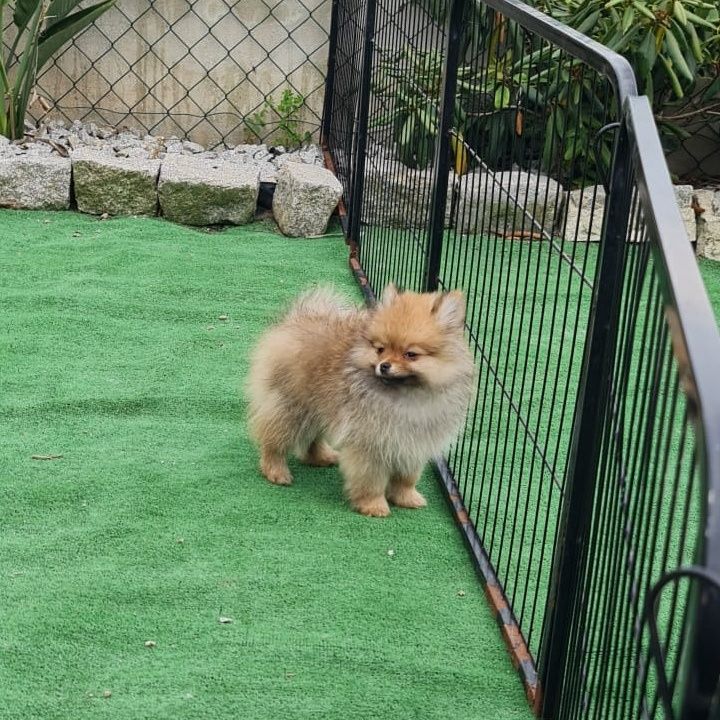 Spitz Alemão Anão - Lulu da Pomerânia