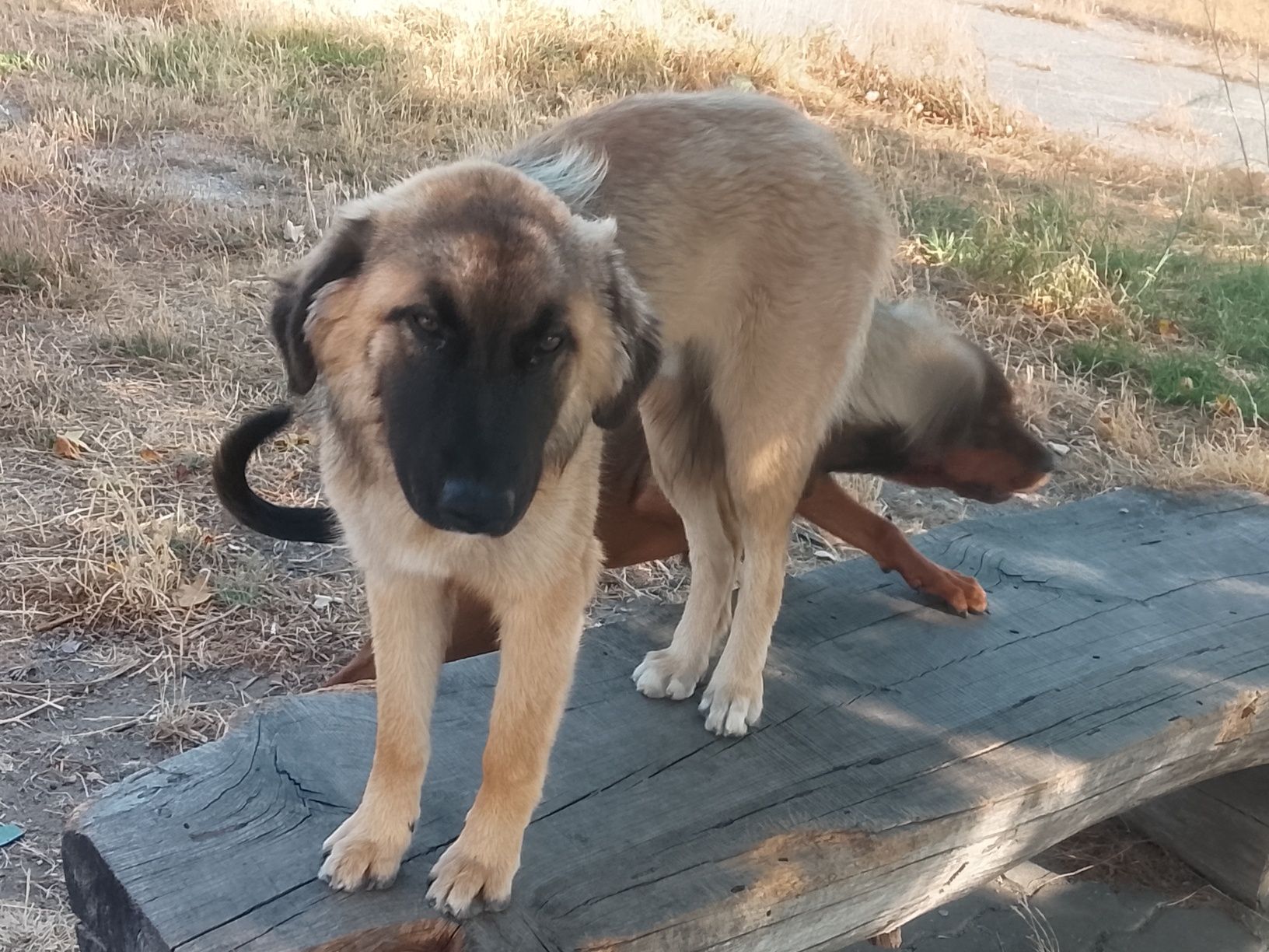 Cão para adopção