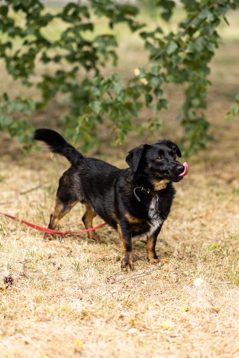 Rocky - mikropsiak, oddany jako szczeniak, do adopcji