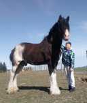 Piękny ogier rasy Clydesdale