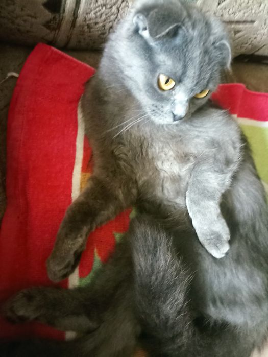 Отдам кошку (Самовывоз)