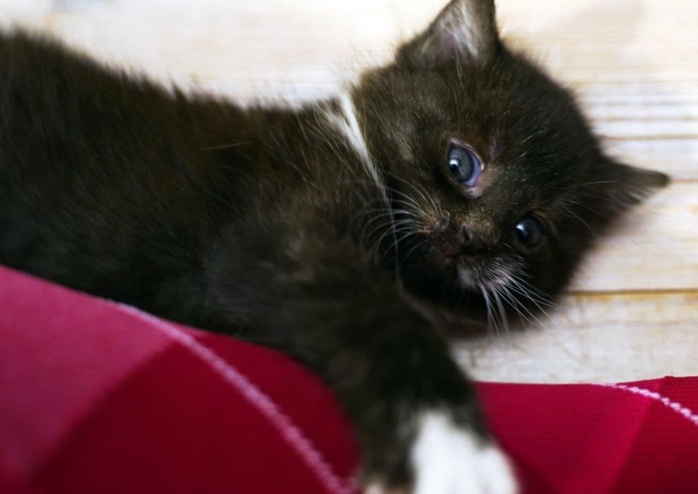 DWUPAK Dwie małe kotki do adopcji tylko WSPÓLNIE