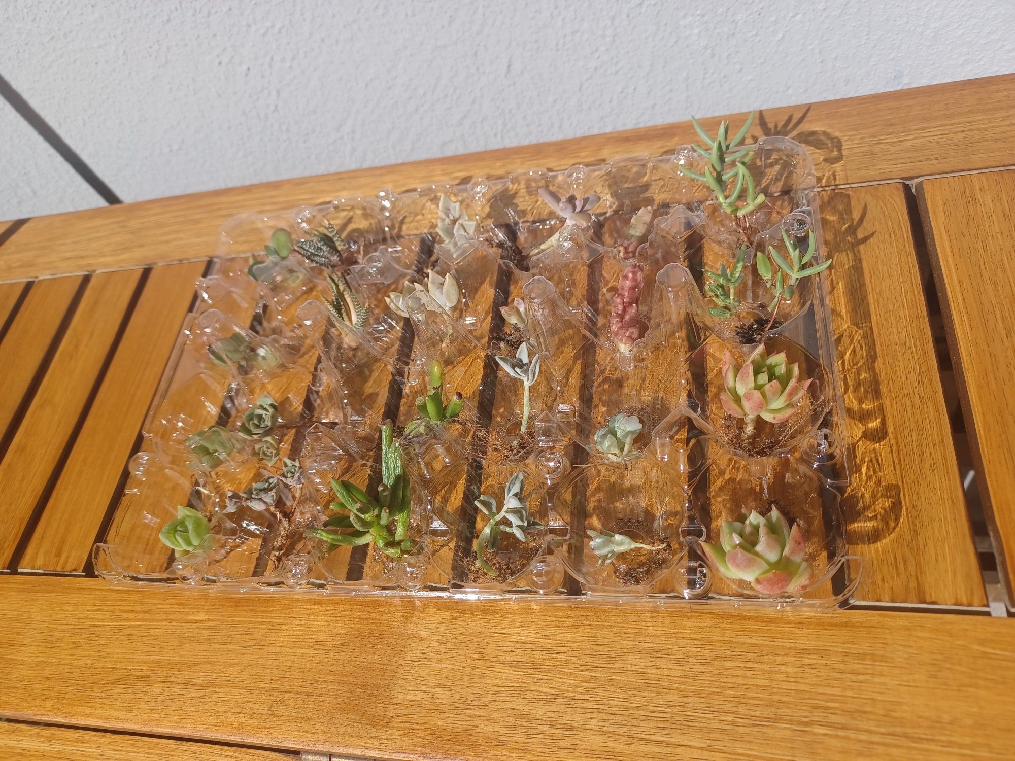 24 cactus de 12 espécies diferentes