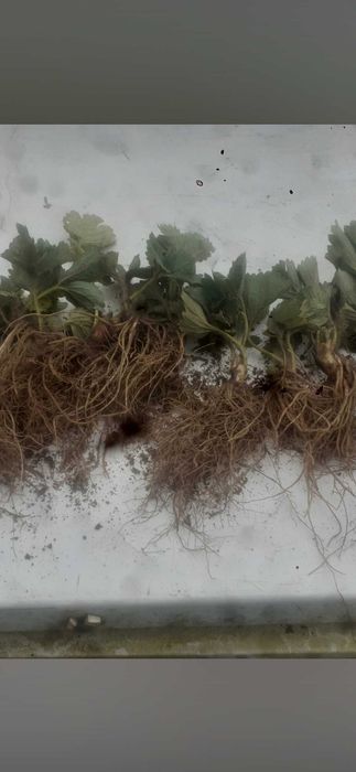 Sadzonki truskawek deserowe,  odmiany pozostałości po posadzeniu!!!