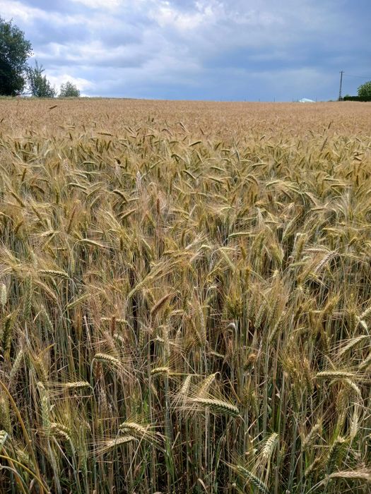 Pszenżyto 2025 zboże
