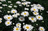 Ромашка багаторічна садова біла великоквіткова