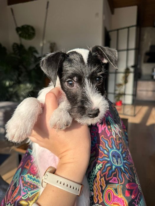 Szczeniak Parson Russell Terrier FCI Szczenię piesek