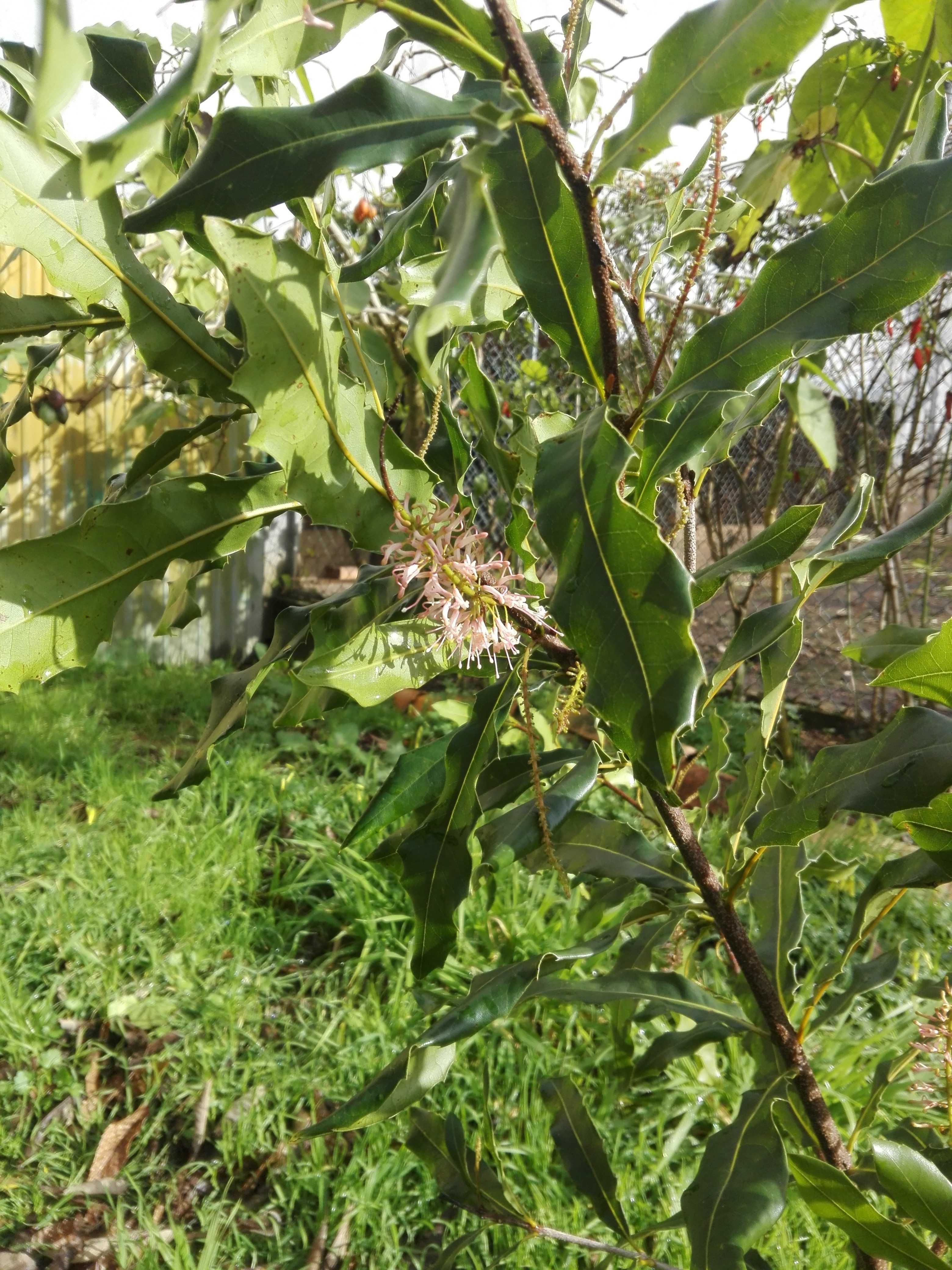 Macadamias em flor