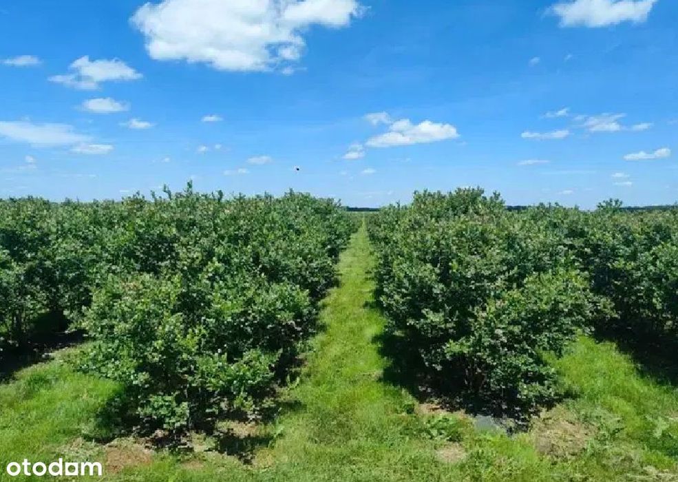 Działka budowlana , plantacja borówki