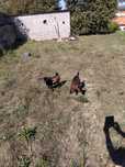 Casal Cabras anãs
