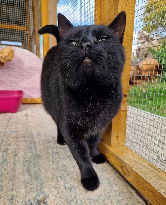 Dostojny kocurek Luis czeka na dom w schronisku