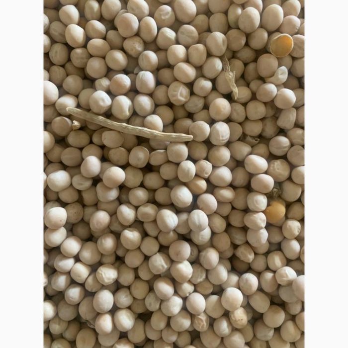 Продам горох жовтий, сорт Гайдук, перша репродукція