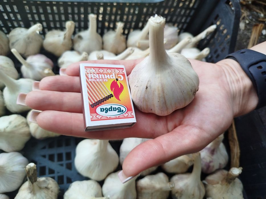 Часник на посадку