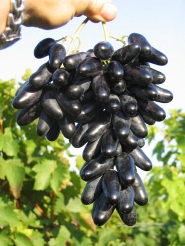 Videira de Uvas dedo de bruxa Compridas Tintas - SUPER DOCE