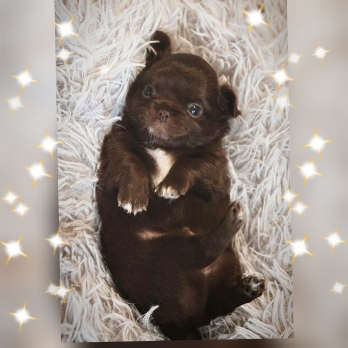 Chihuahua długowłosy piesek