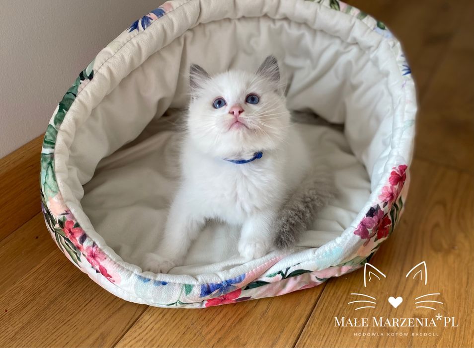 Śliczny kocurek ragdoll blue bicolor FPL - Małe Marzenia