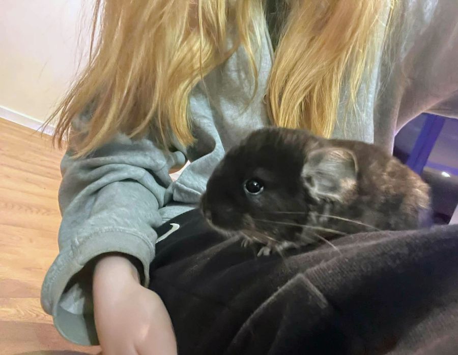 Szynszyl szynszyle czarna perła gratis