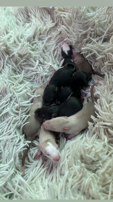 Крисята дамбо хлопчики і дівчатка